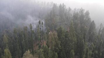 chuvoso clima dentro montanhas. enevoado névoa sopro sobre pinho árvore floresta. aéreo cenas do abeto floresta árvores em a montanha colinas às enevoado dia. manhã névoa às lindo outono floresta. video