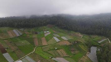 regnerisch Wetter im Berge. neblig Nebel weht Über Kiefer Baum Wald. Antenne Aufnahmen von Fichte Wald Bäume auf das Berg Hügel beim neblig Tag. Morgen Nebel beim schön Herbst Wald. video