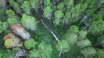 antenn Drönare antal fot i tangkal pinus jayagiri, camping jord i de mitten av en grön tall skog i lembang, bandung. privat glamping och picknick i de natur. tagen förbi dji mini 3 proffs. video