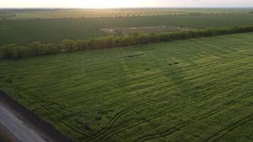 antenn se på grön vete fält i landsbygden. fält av vete blåser i de vind på solnedgång. ung och grön spikelets. öron av korn beskära i natur. agronomi, industri och mat produktion. video