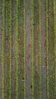 aérien vue de vignobles champ plantation sur le coucher du soleil. cinématique drone aérien vue sur vert montagnes vallée campagne. éco agriculture dans sauvage la nature paysage. tourisme, Voyage concept. video