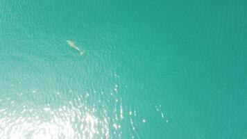 aéreo Visão do a golfinhos lentamente natação dentro cristal Claro calma turquesa águas. grupo do endêmico marinho mamíferos migrando ao longo litoral Como visto a partir de acima. video