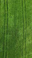 Aerial vertical view on green wheat field in countryside. Field of wheat blowing in the wind on sunset. Young and green Spikelets. Ears of barley crop in nature. Agronomy, industry and food production video