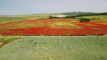 aereo Visualizza su grande campo di rosso papaveri e verde erba a tramonto. bellissimo campo scarlatto papaveri fiori con selettivo messa a fuoco. rosso papaveri nel morbido luce. radura di rosso papaveri. papaver sp. nessuno video