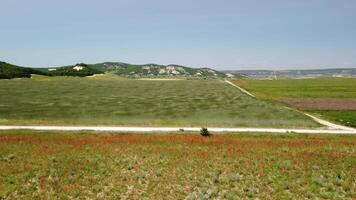 aéreo ver en verde trigo campo en campo. campo de trigo soplo en el viento me gusta verde mar. joven y verde espiguillas orejas de cebada cosecha en naturaleza. agronomía, industria y comida producción. video