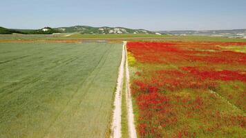 aereo Visualizza su grande campo di rosso papaveri e verde erba a tramonto. bellissimo campo scarlatto papaveri fiori con selettivo messa a fuoco. rosso papaveri nel morbido luce. radura di rosso papaveri. papaver sp. nessuno video