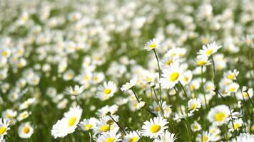 kamille. wit madeliefje bloemen in een veld- van groen gras zwaaien in de wind Bij zonsondergang. kamille bloemen veld- met groen gras. dichtbij omhoog langzaam beweging. natuur, bloemen, lente, biologie, fauna concept video