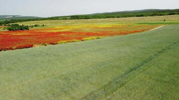 Antenne Aussicht auf Grün Weizen Feld im Landschaft. Feld von Weizen weht im das Wind mögen Grün Meer. jung und Grün Ährchen. Ohren von Gerste Ernte im Natur. Agronomie, Industrie und Essen Produktion. video