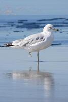 Smiling Seagull Stands on one Leg in Front of the Ocean photo