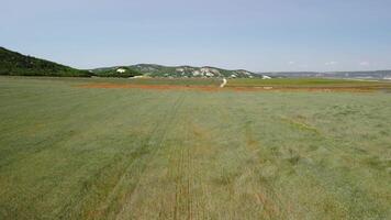 antenn se på grön vete fält i landsbygden. fält av vete blåser i de vind tycka om grön hav. ung och grön spikelets. öron av korn beskära i natur. agronomi, industri och mat produktion. video