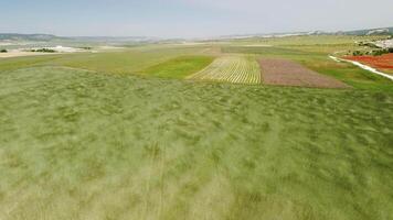 antenn se på grön vete fält i landsbygden. fält av vete blåser i de vind tycka om grön hav. ung och grön spikelets. öron av korn beskära i natur. agronomi, industri och mat produktion. video