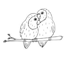 Vector hand drawn lovebirds parrots pair