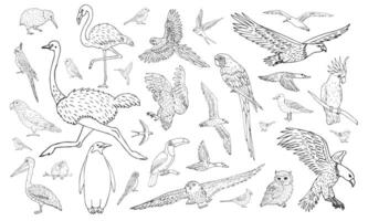 Vector set of different hand drawn wild bird