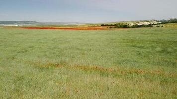 aereo Visualizza su verde Grano campo nel campagna. campo di Grano soffiaggio nel il vento piace verde mare. giovane e verde spighette. orecchie di orzo Ritaglia nel natura. agronomia, industria e cibo produzione. video