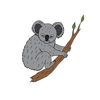 Vector hand drawn koala on tree branch