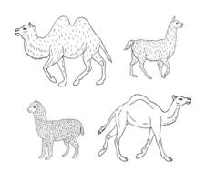 Vector set of hand drawn llamas and camel