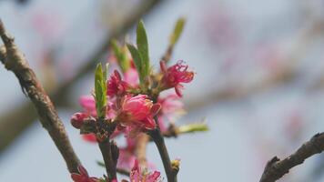 hermosa huerta. albaricoque árbol flores con suave enfocar. hermosa jardín en un soleado día. cerca arriba. video