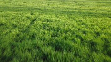 antenn se på grön vete fält i landsbygden. fält av vete blåser i de vind på solnedgång. ung och grön spikelets. öron av korn beskära i natur. agronomi, industri och mat produktion. video