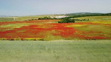 aéreo Visão em ampla campo do vermelho papoilas e verde Relva às pôr do sol. lindo campo escarlate papoilas flores com seletivo foco. vermelho papoilas dentro suave claro. clareira do vermelho papoulas. Papaver sp. ninguém video