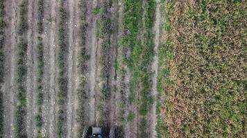 aéreo zumbido ver de un tractor cosecha flores en un lavanda campo. resumen parte superior ver de un púrpura lavanda campo durante cosecha utilizando agrícola maquinaria. video