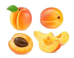 Realistic ripe raw apricot fruit whole, half slice vector