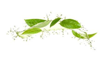 Green herbal tea leaves and wave splash with drops vector