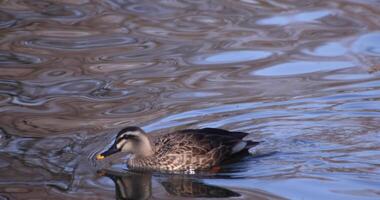 A slow motion of a floating duck in the pond at the public park sunny day video