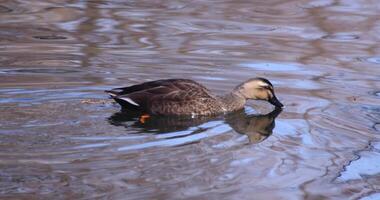 A slow motion of a floating duck in the pond at the public park sunny day video