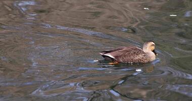 A slow motion of a floating duck in the pond at the public park sunny day video