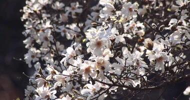 en långsam rörelse av magnolia blommor på de offentlig parkera solig dag video