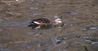 uma lento movimento do uma flutuando Pato dentro a lagoa às a público parque ensolarado dia video