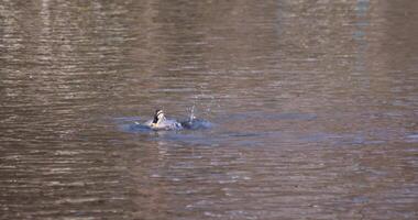 A slow motion of a floating duck in the pond at the public park sunny day telephoto shot video