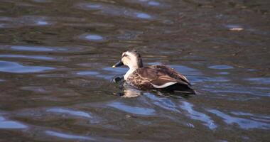 A slow motion of a floating duck in the pond at the public park sunny day video