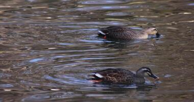 A slow motion of a floating duck in the pond at the public park sunny day video