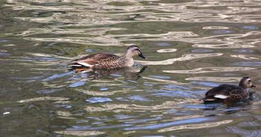 uma lento movimento do uma flutuando Pato dentro a lagoa às a público parque ensolarado dia video