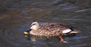 A slow motion of a floating duck in the pond at the public park sunny day video