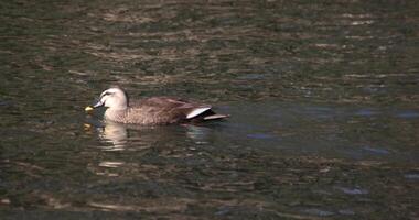 A slow motion of a floating duck in the pond at the public park sunny day video