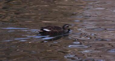 uma lento movimento do uma flutuando Pato dentro a lagoa às a público parque ensolarado dia video