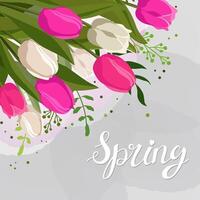 Spring bouquet with pink and white tulips and grass with text Spring. Vector gray background template with flowers for design, greeting card, banner, board, flyer, sale, poster