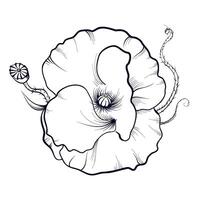 hand drawing of a poppy flower vector illustration