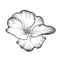 hand drawing of a blooming primrose flower vector