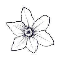 hand drawing of a narcissus flower vector illustration