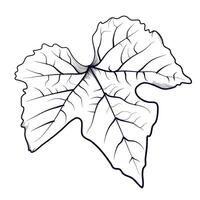 hand drawing of a grape leaf vector illustration