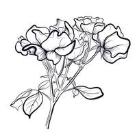 hand drawing of a bouquet of rose flowers vector illustration