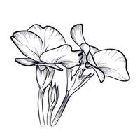 hand drawing of primrose flowers vector illustration