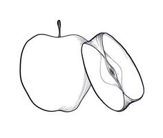 hand drawing of an apple and half a fruit vector