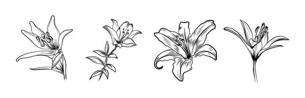 set of lily flowers hand-drawn vector