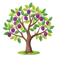 Plum tree Isolated flat vector illustration