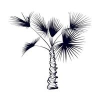 dibujado a mano palma arboles vector ilustración