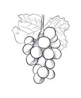 hand drawing of a grape brush with leaves vector